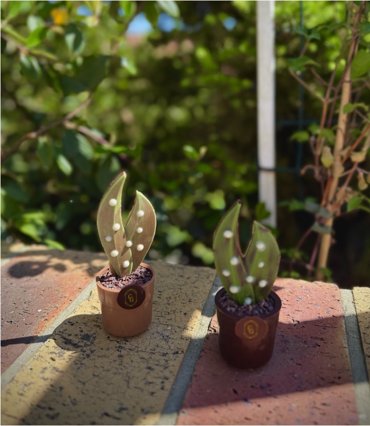 Spécialités en chocolat | Pot de muguet | Ganache & Cabosse